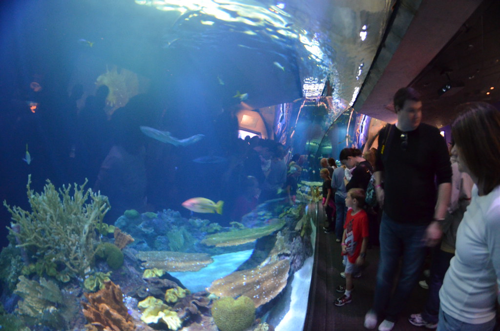 Chicago Shedd Aquarium 189