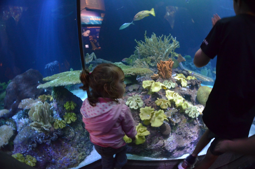 Chicago Shedd Aquarium 191