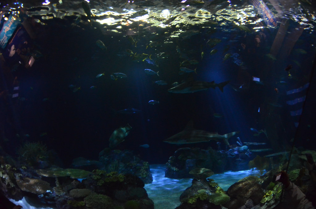 Chicago Shedd Aquarium 211
