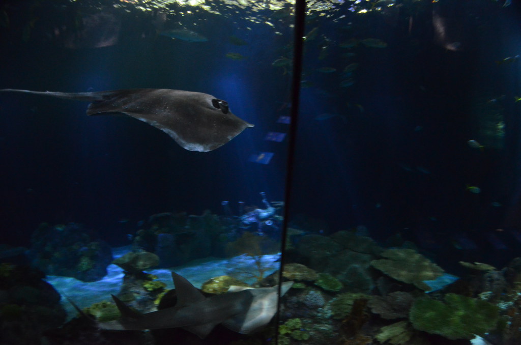 Chicago Shedd Aquarium 236