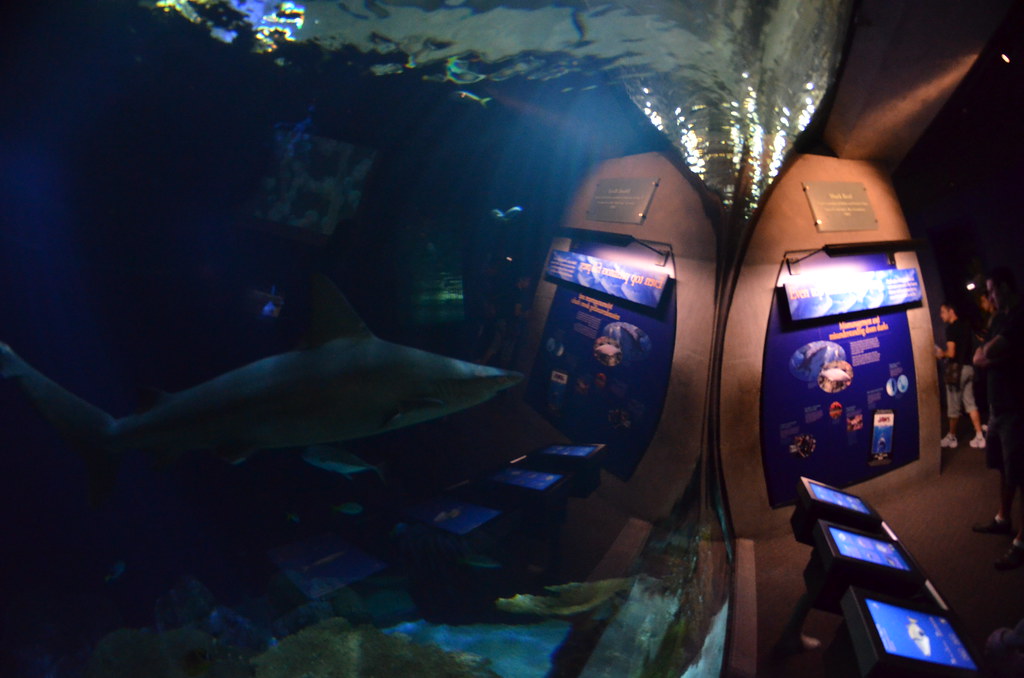 Chicago Shedd Aquarium 252