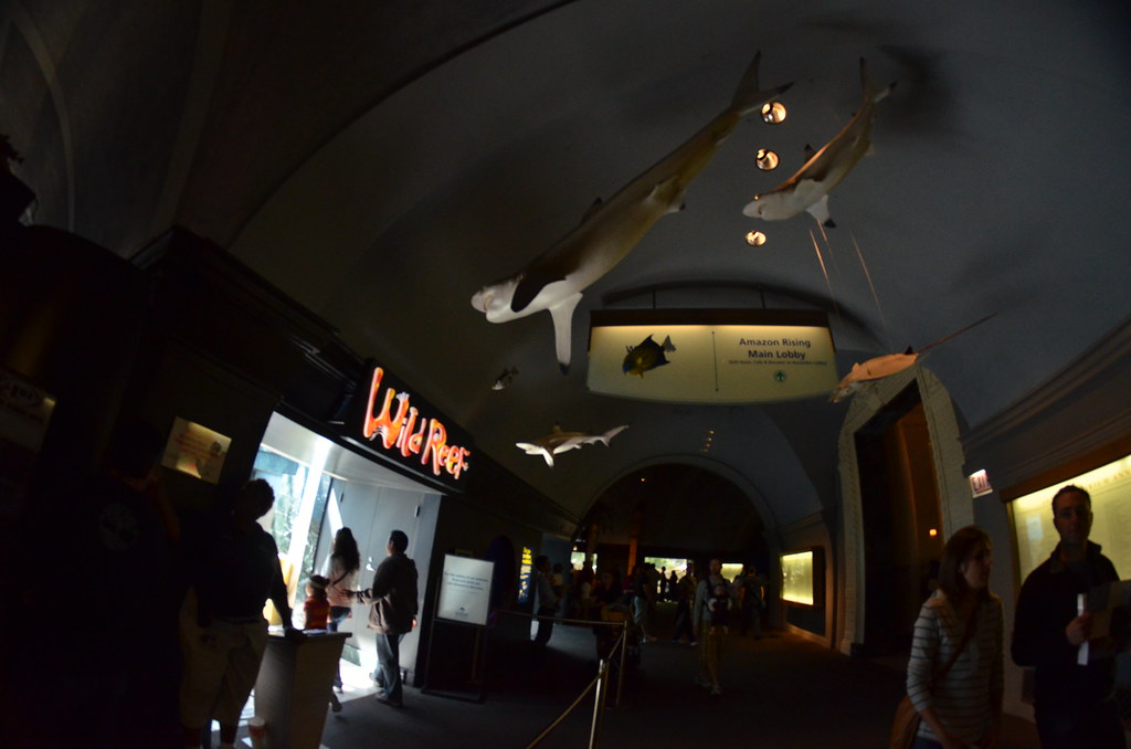 Chicago Shedd Aquarium 264