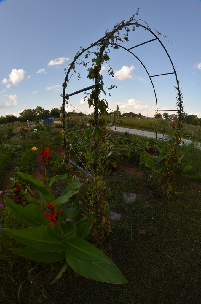 Garden Plot