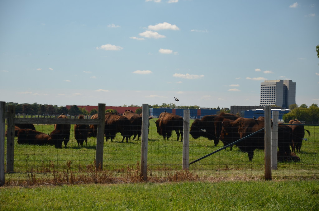 Fermi National Accelerator Laboratory Bison