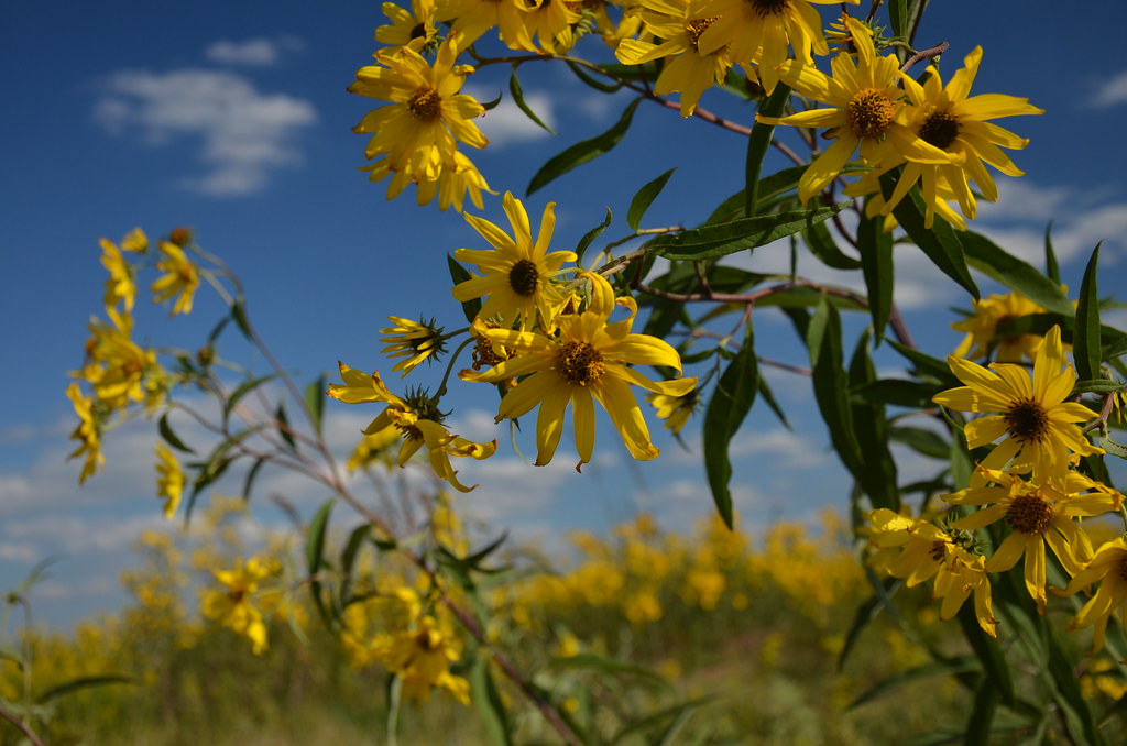 Helianthus Grosseserratus