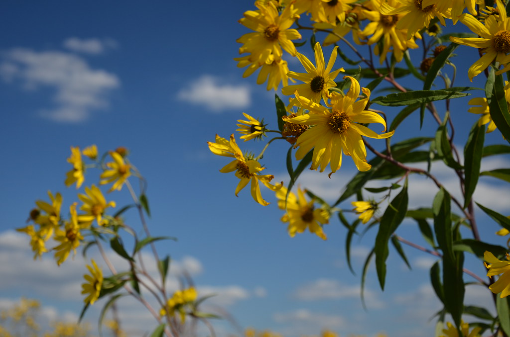 Yellow Wildflowers