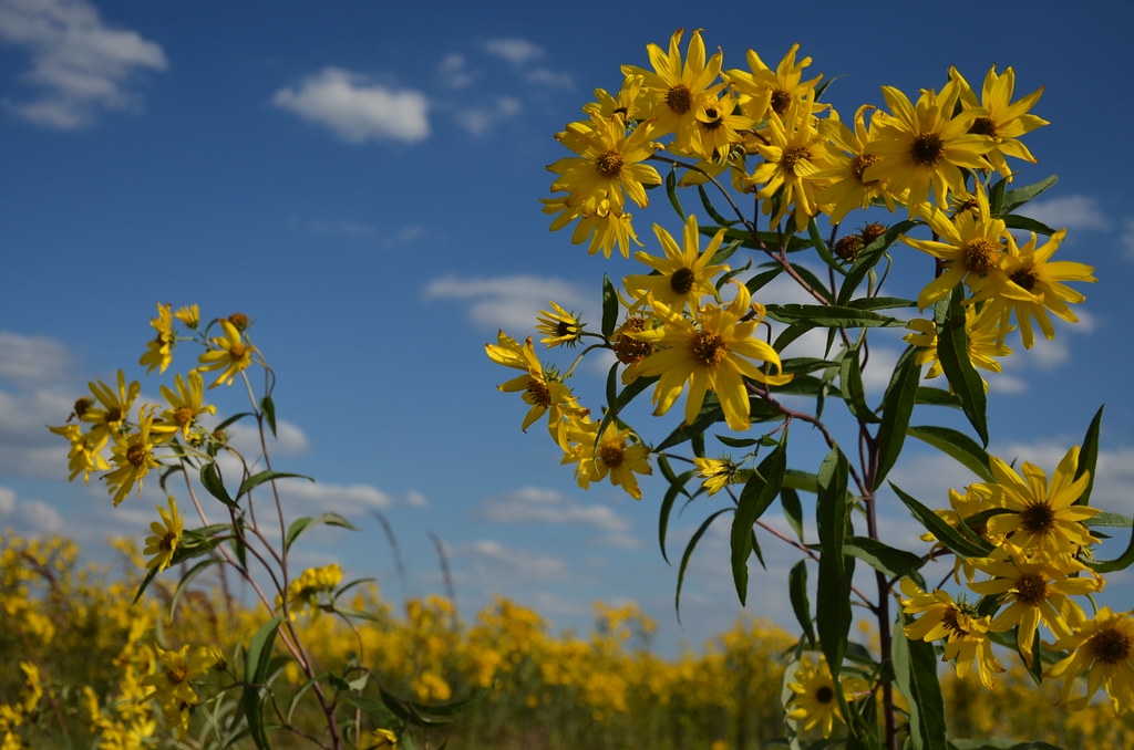 Yellow Wildflower
