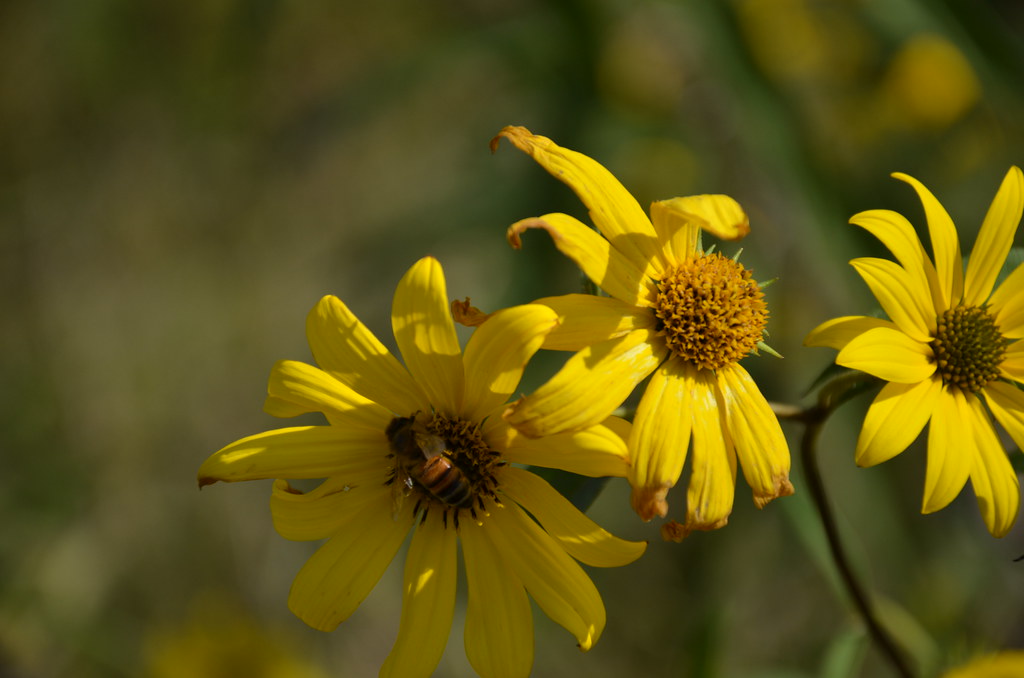 Bee on Aster Sunflower
