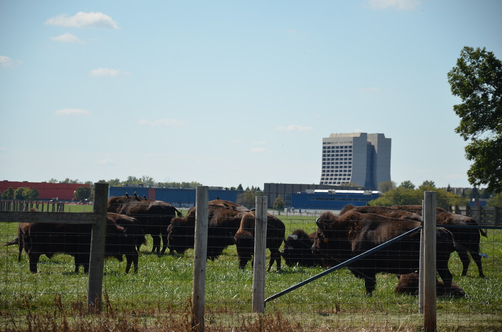 Fermilab Bison