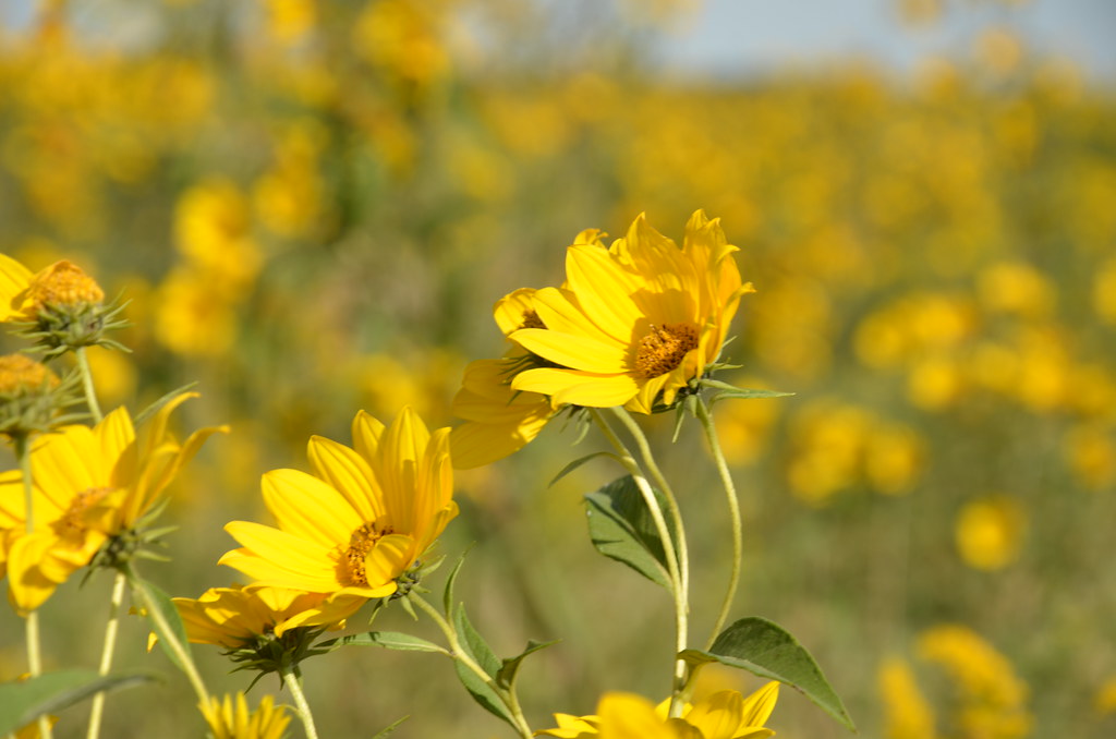 Sawtooth Sunflower Wildflowers
