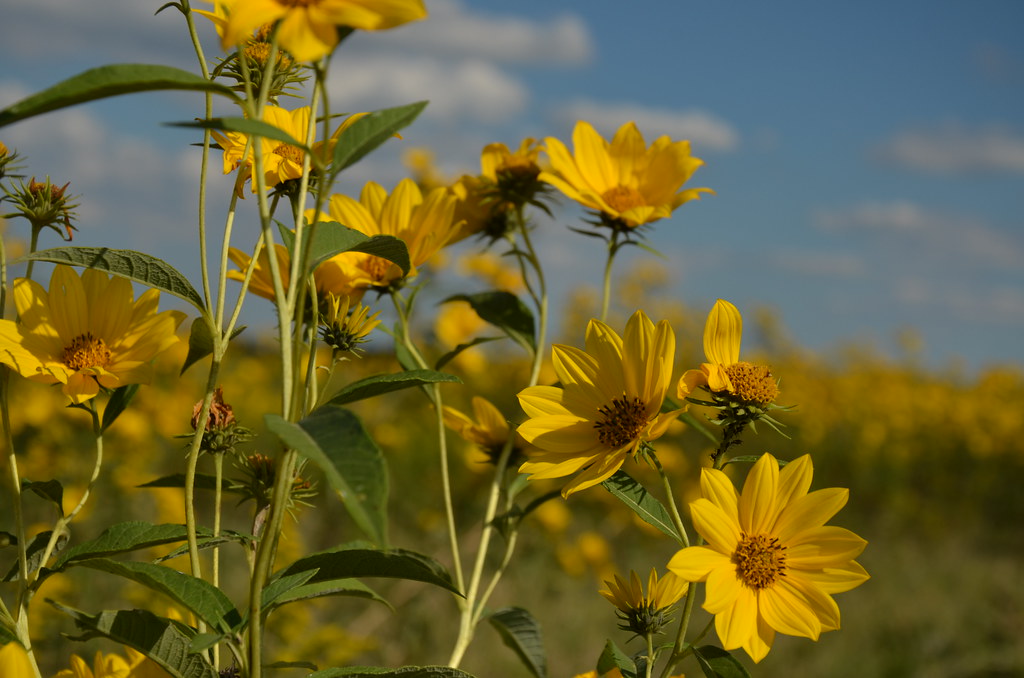 Wild Sawtooth Sunflower