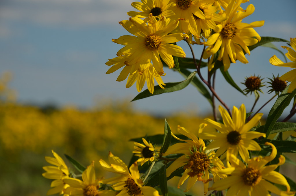 Sawtooth Sunflowers