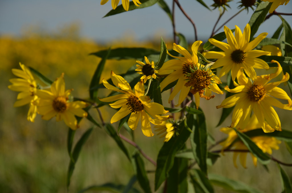 Sawtooth Sunflower