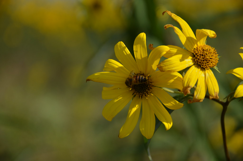 Bee on Sawtooth Sunflower