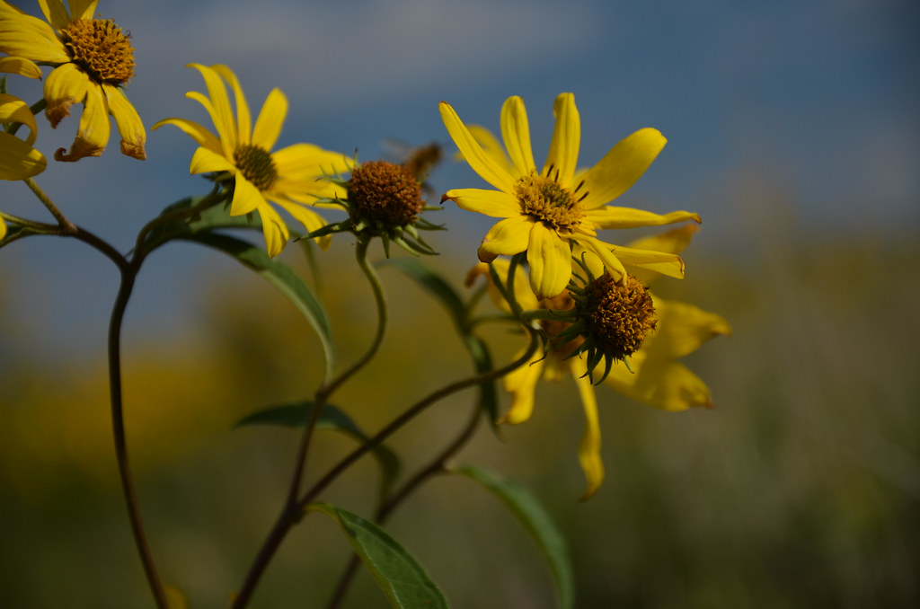 Yellow Wildflowers