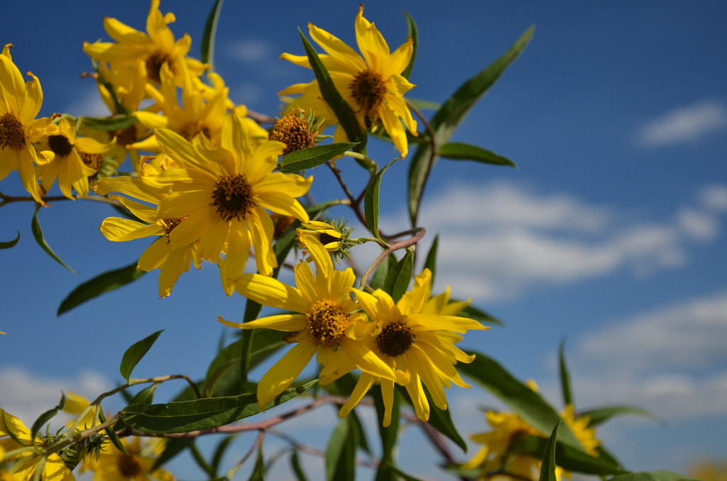Yellow Aster Sunflower