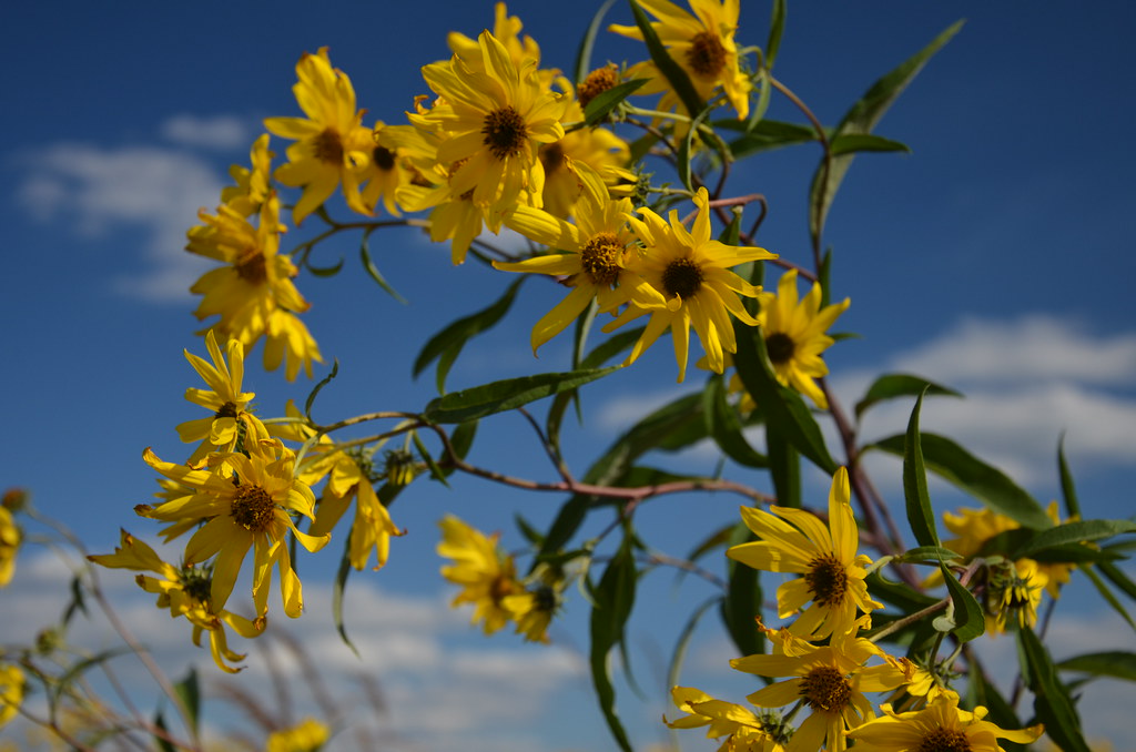 Asteraceae