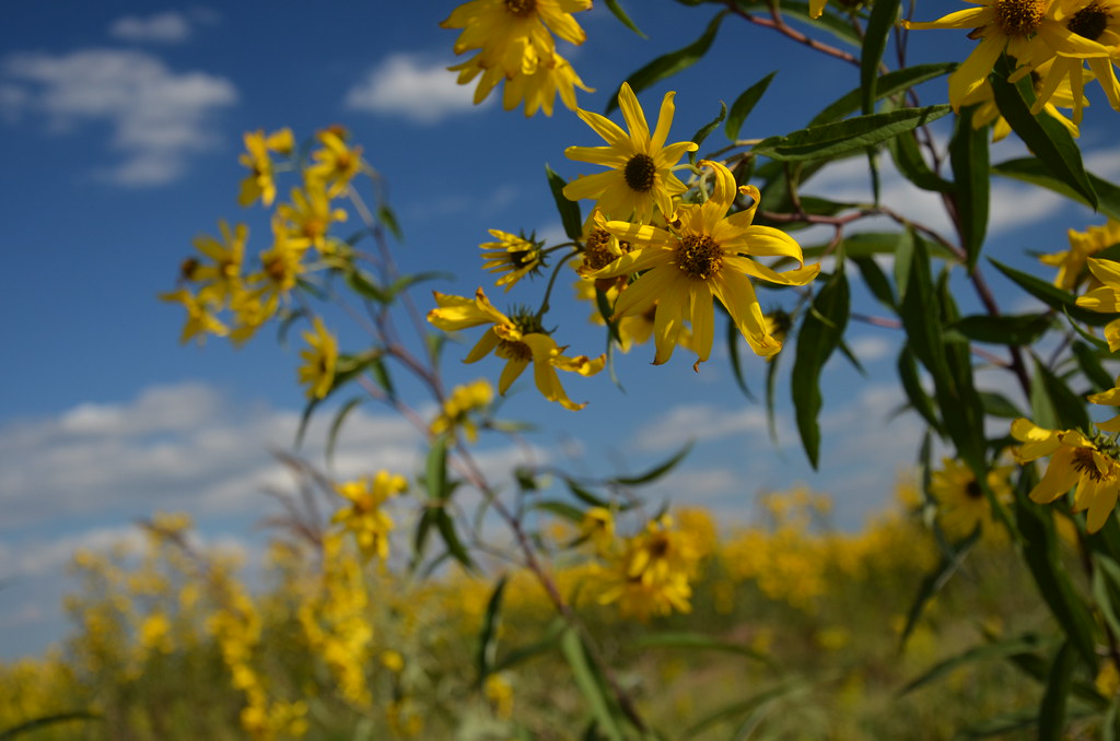 Yellow Wildflower Aster Sunflowers