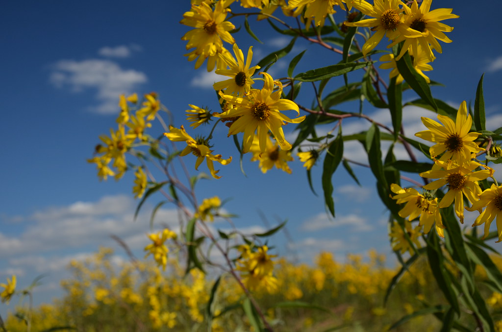 Wild Sunflower
