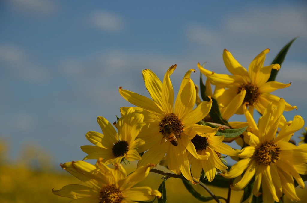 Bee on Aster Sunflower