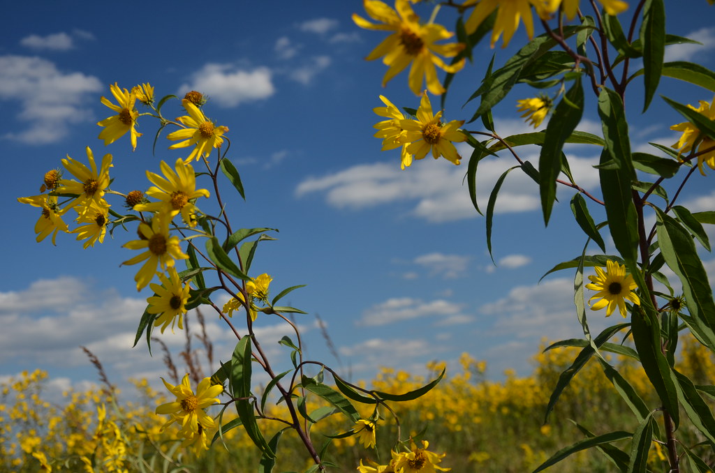 Aster Sunflower