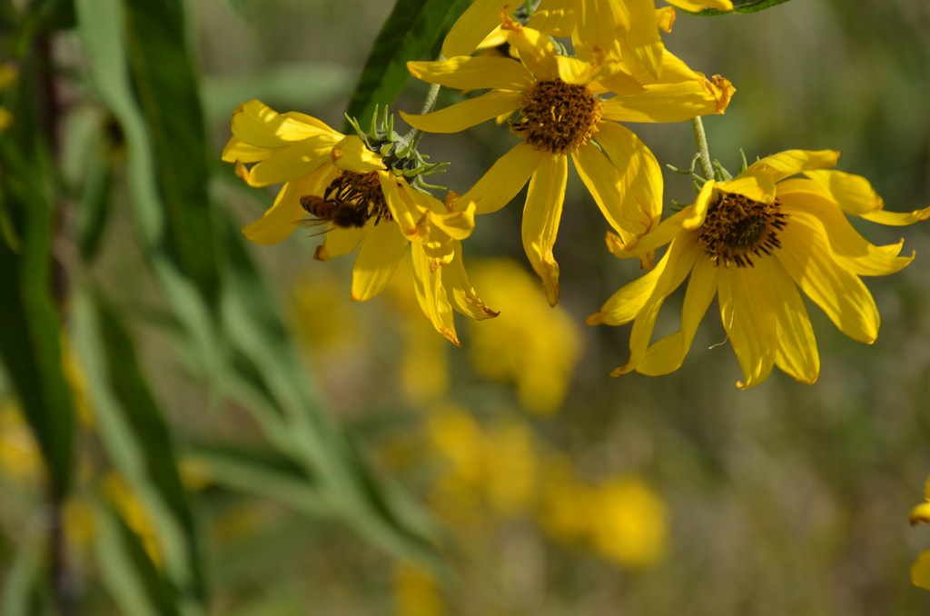 Bee on Yellow Wildflower