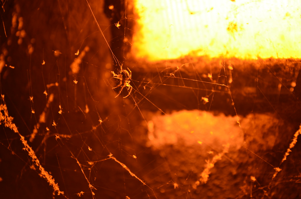 Minneapolis MN Spider Near Light