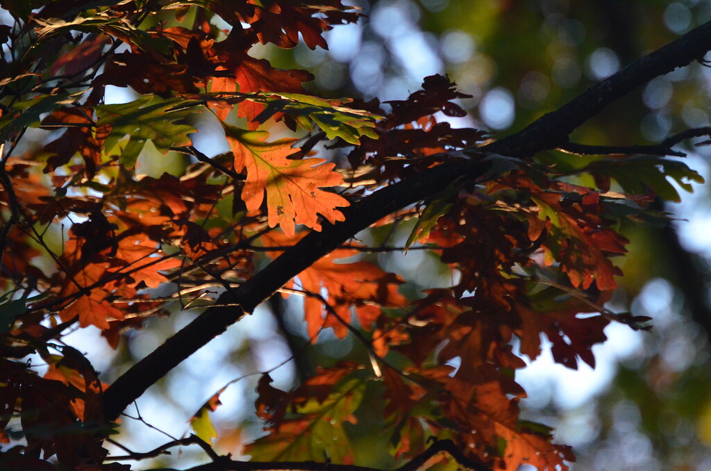 Autumn at the Morton Arboretum 180