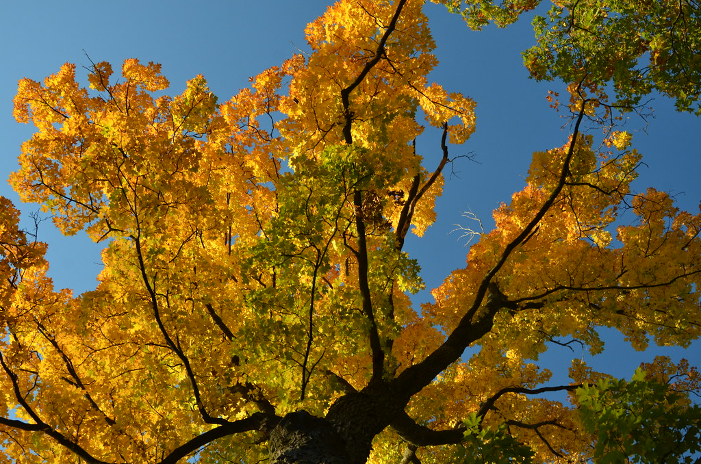 Autumn at the Morton Arboretum 148