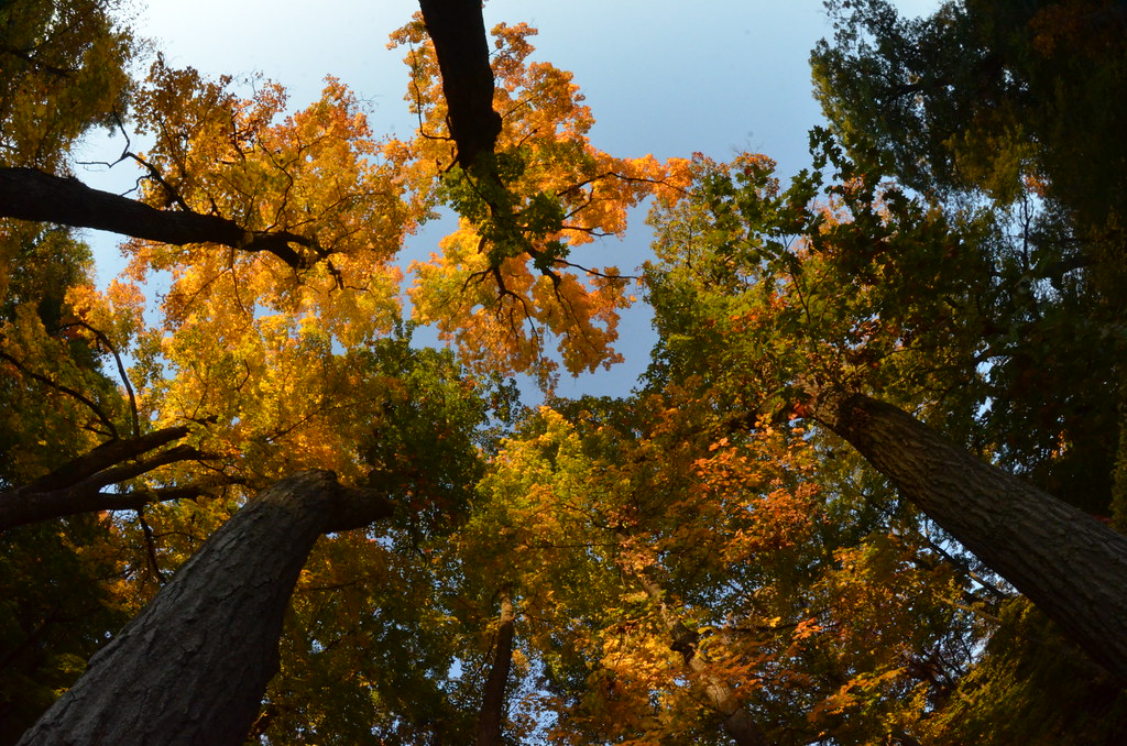 Autumn at the Morton Arboretum 167