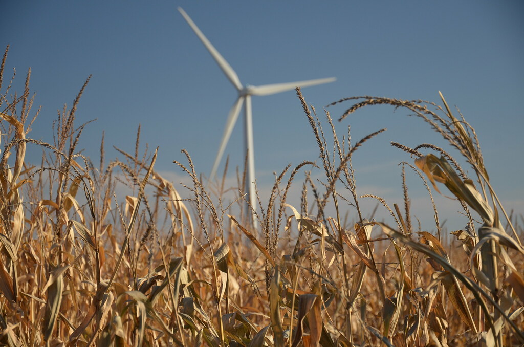 Huge Windmill in Corn Field