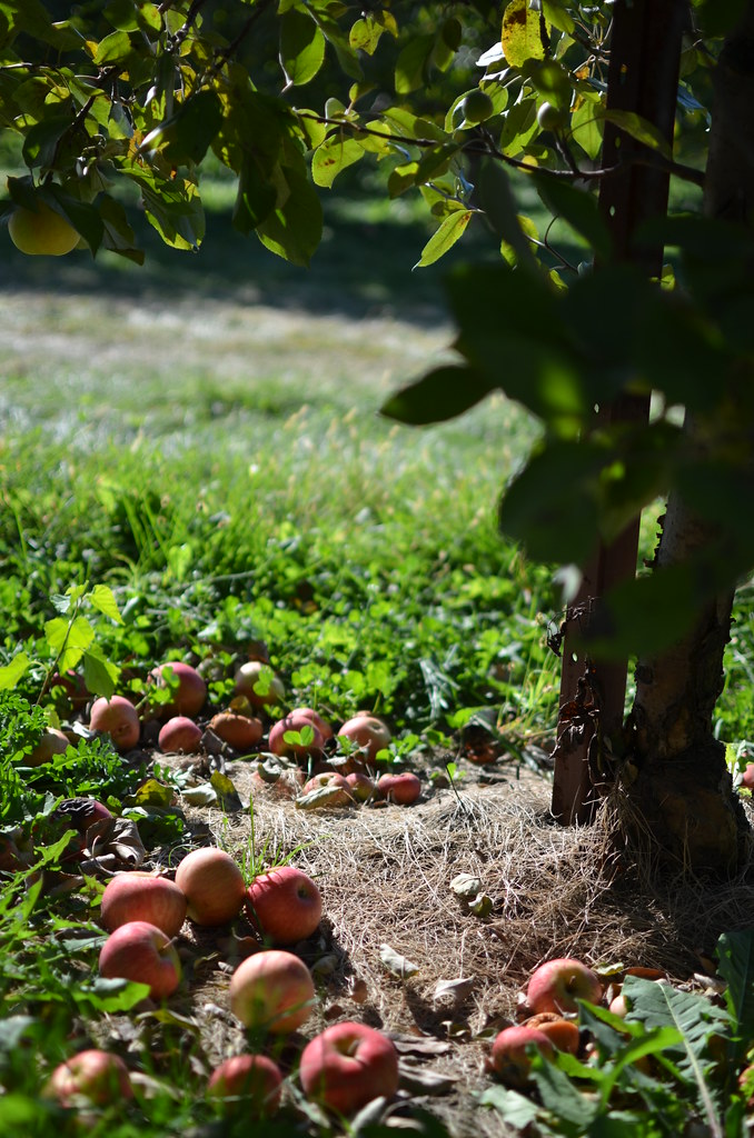 Jonamac Orchard 134