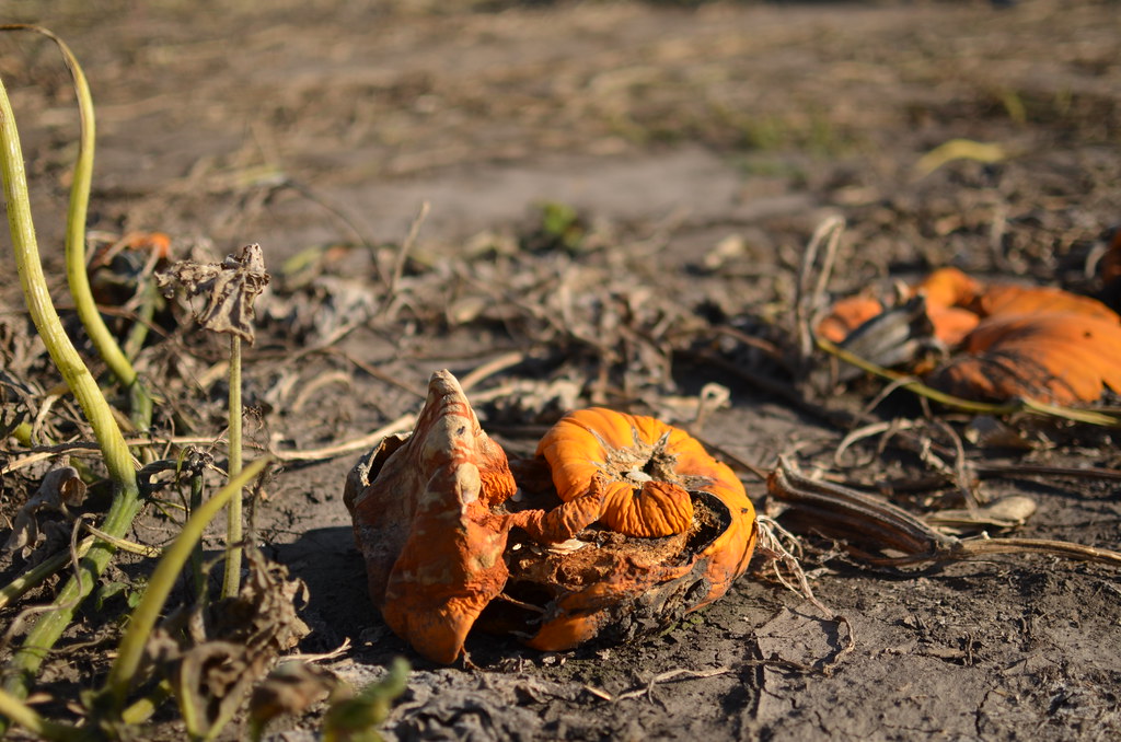 Rotting Pumpkin