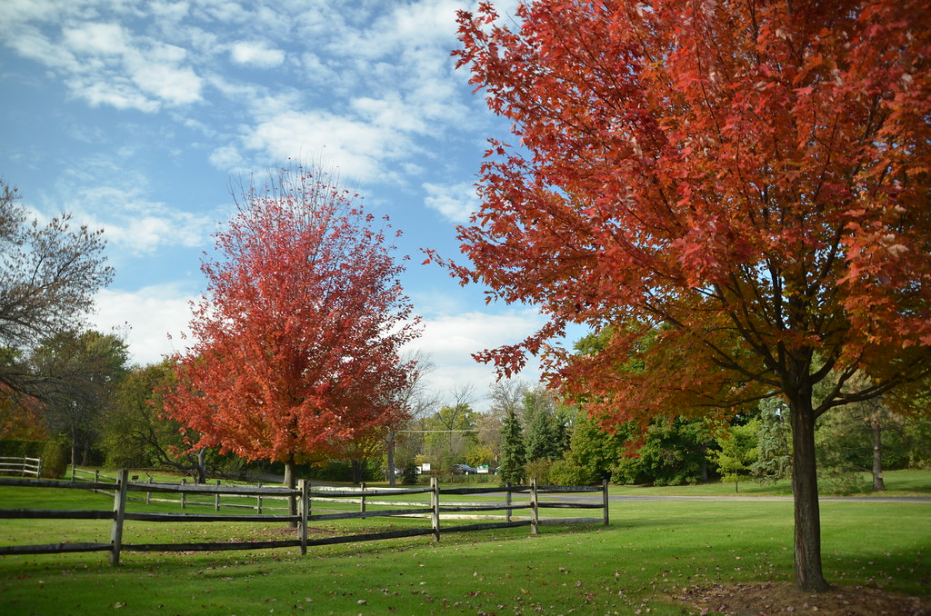 Autumn Colors at Cantigny Park