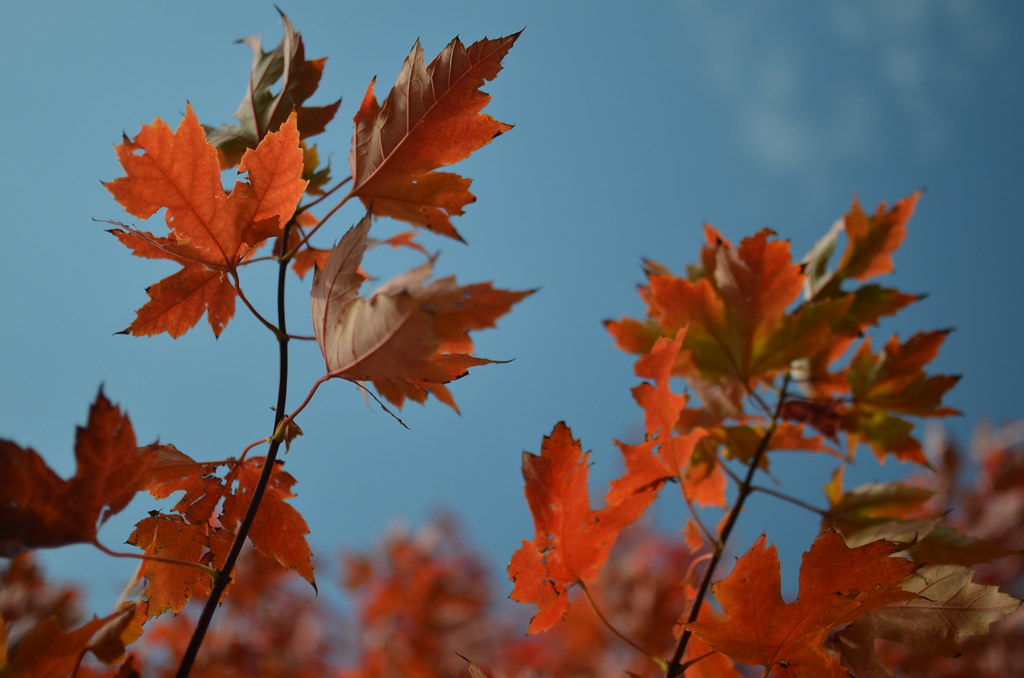 Colorful Autumn Leaves