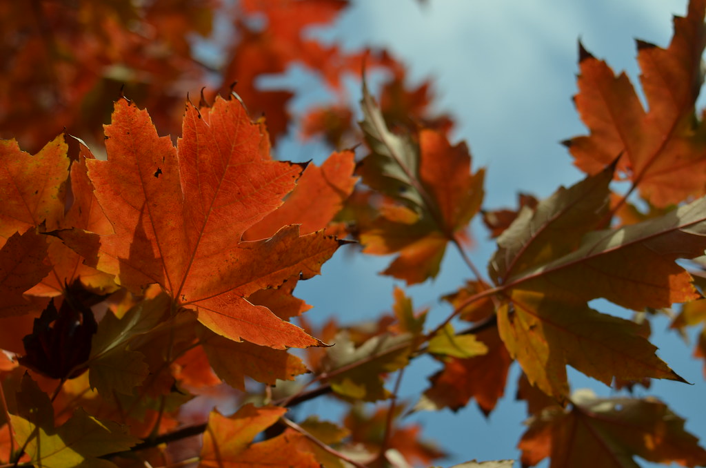 Autumn Leaves F3.2 Aperture