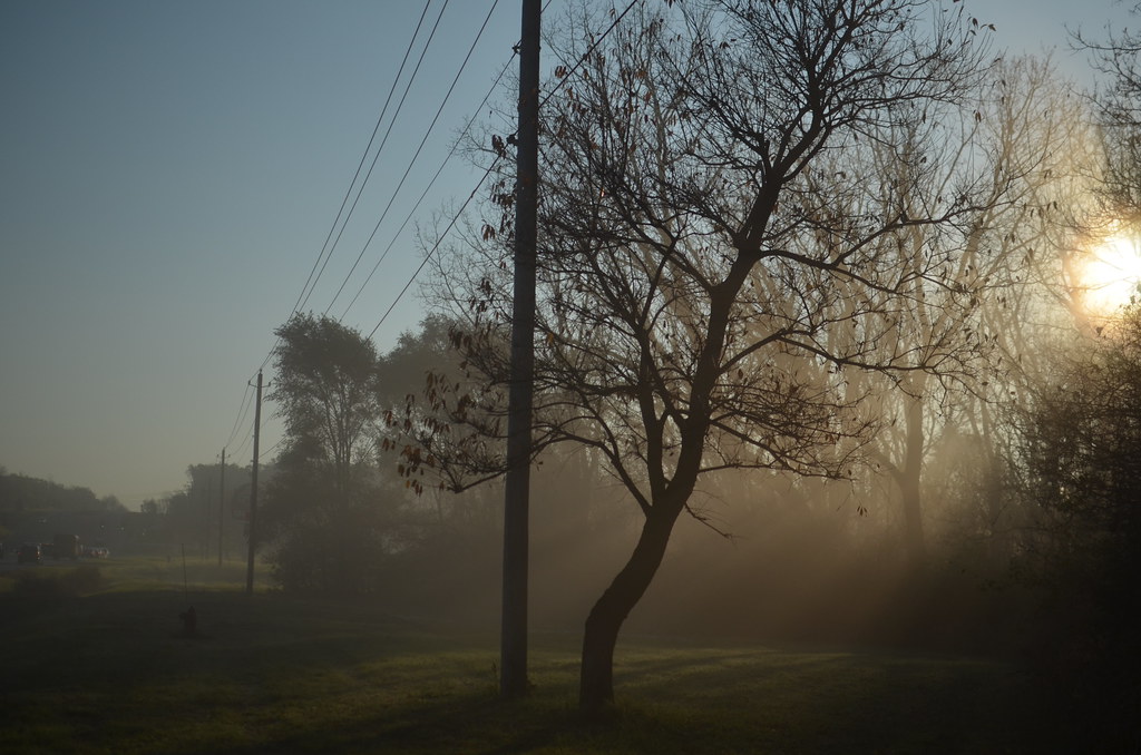 Halloween Fog at Dawn