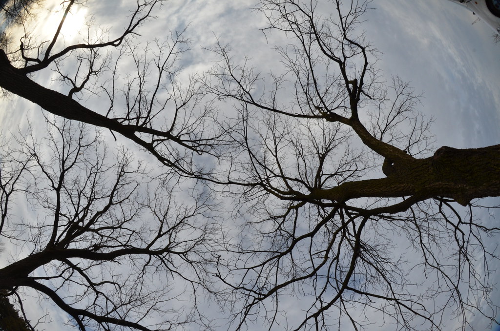 Fisheye Trees