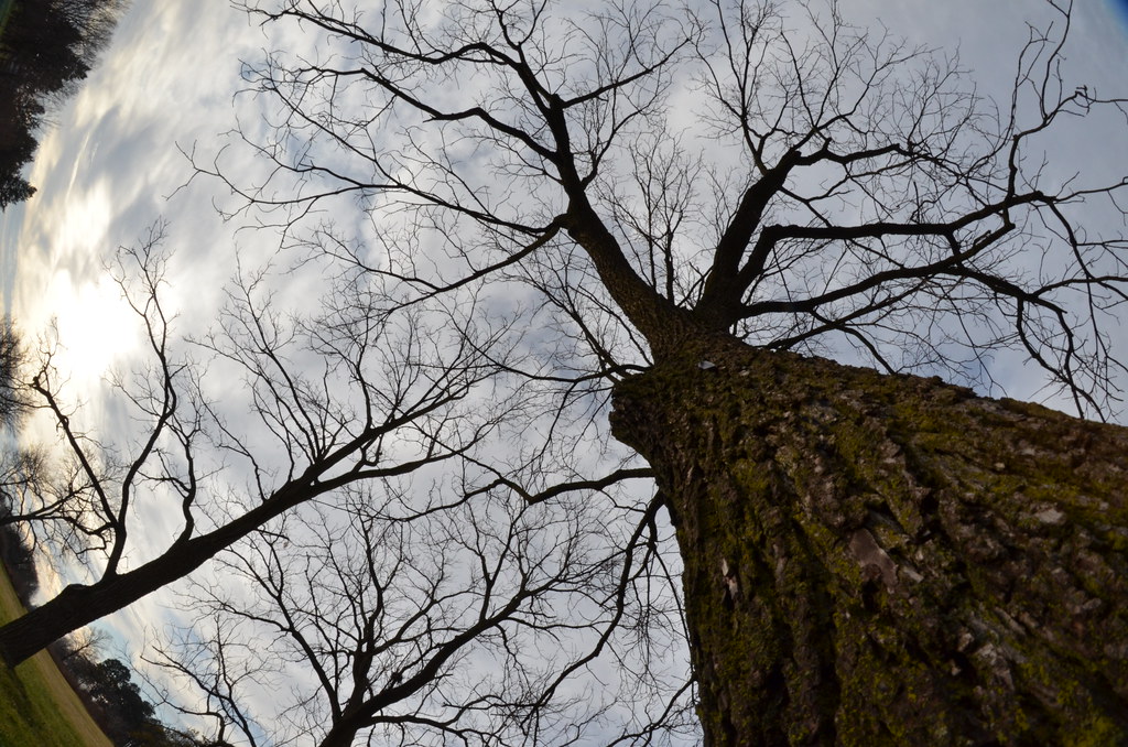 Fisheye Tree