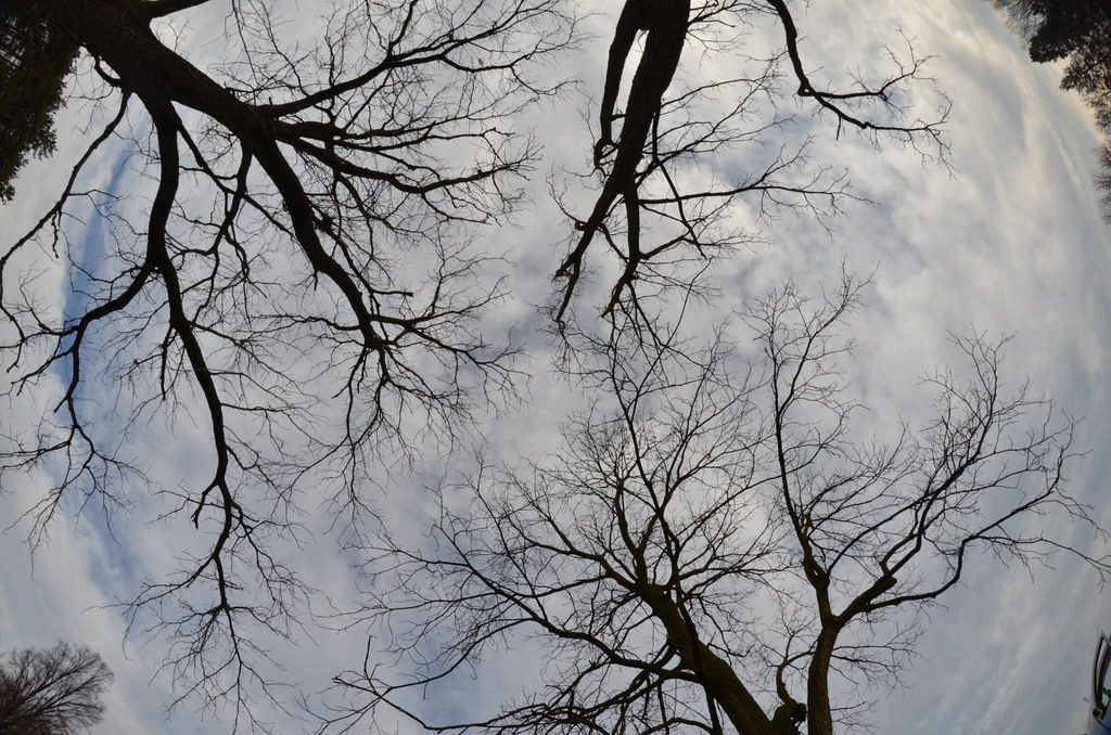 Fisheye Trees