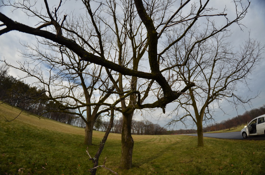 Fisheye Tree Branch