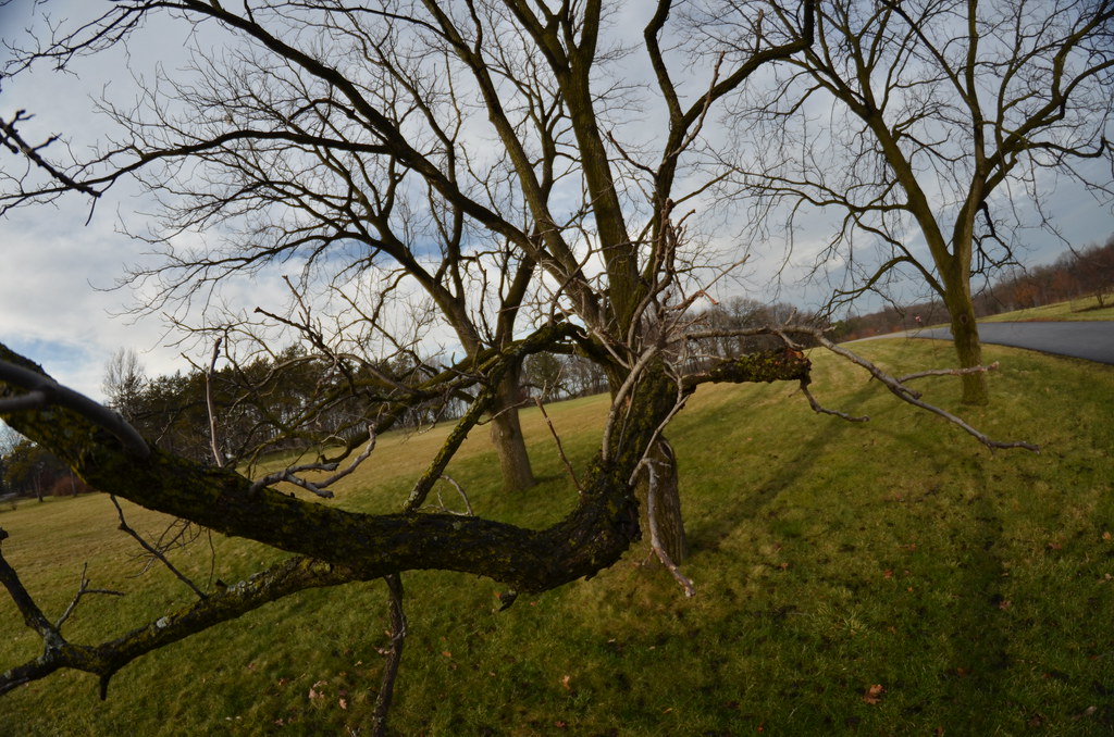 Fisheye Tree Branches