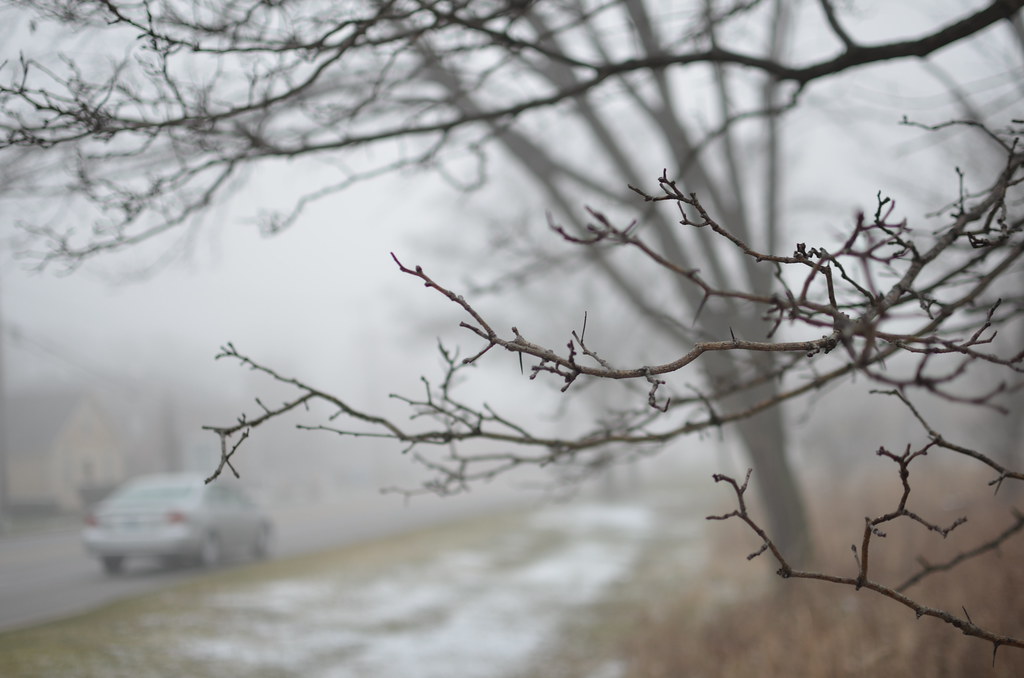 Foggy Tree Branch