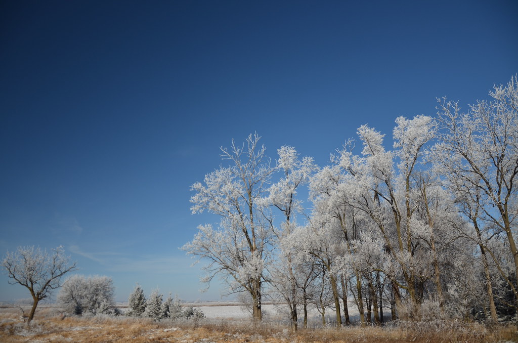 Frosted Trees with Deap Blue Sky
