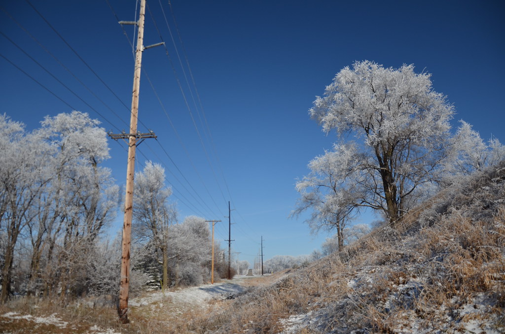Frosted White Trees