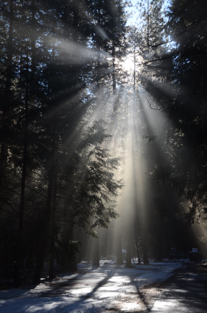 Sunlight Shining Through Trees