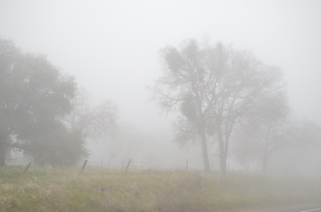 California Fog