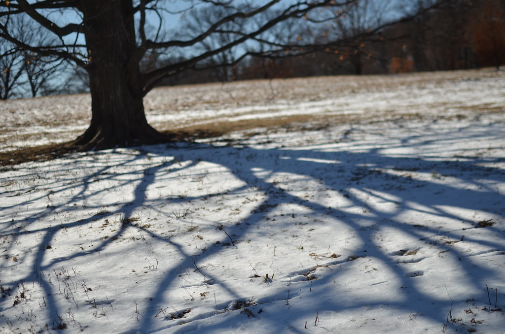 Tree Shadow