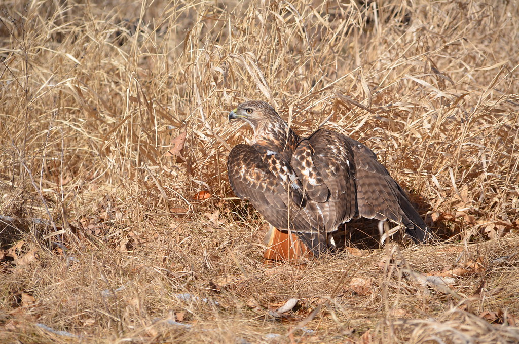 Red Tailed Hawk 138