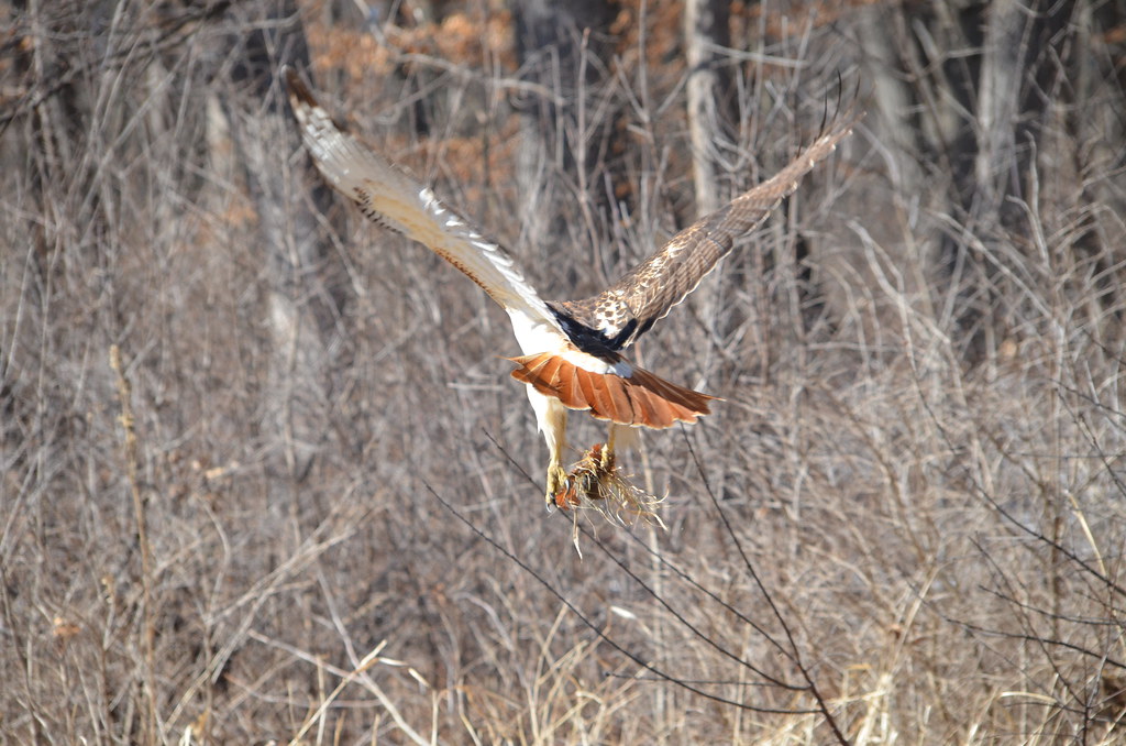 Red Tailed Hawk 142